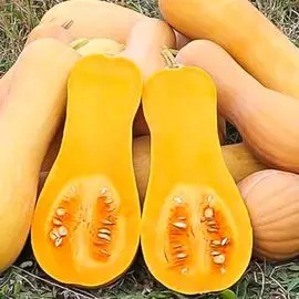 Тыква Атлас F1