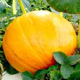 Тыква Биг Мун