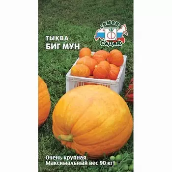 Тыква Биг Мун Седек