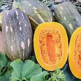 Тыква Чудо-Юдо