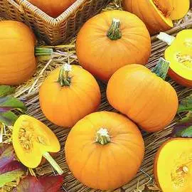 Тыква Кустовая золотая