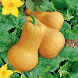 Тыква Матильда F1