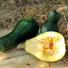 Тыква Медовый август