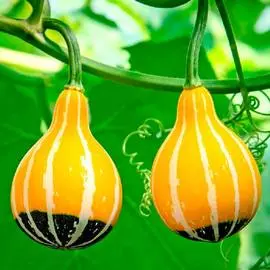 Тыква декоративная Двухцветная груша