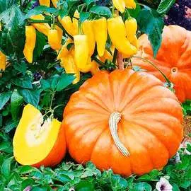 Тыква Руж Виф