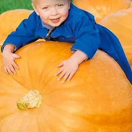 Тыква Стопудовая