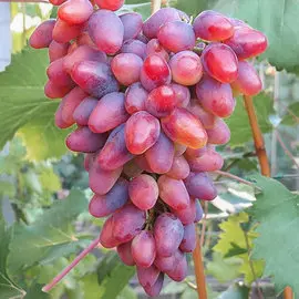 Виноград Арочный