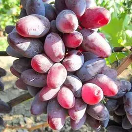 Виноград Байконур