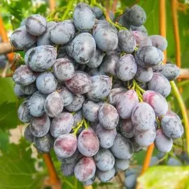 Виноград Блэк Гранд