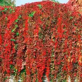 Виноград девичий пятилисточковый, семена