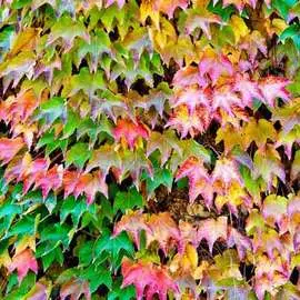 Виноград девичий тройчатый Вейтчи