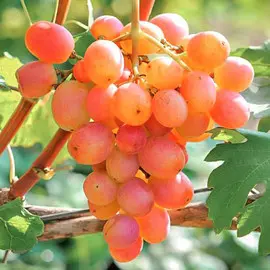 Виноград Гурман ранний