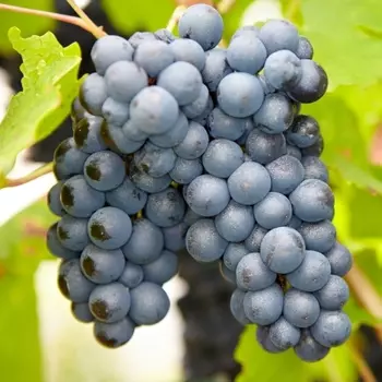 Виноград кишмиш Черный изумруд