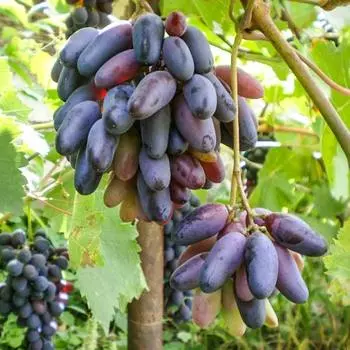 Виноград кишмиш Черный палец