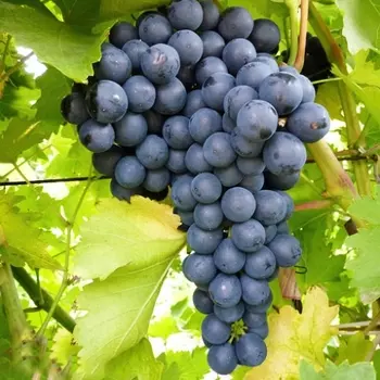 Виноград кишмиш Изумруд