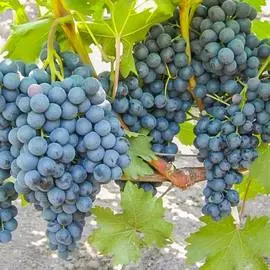 Виноград Кишмиш Изумруд