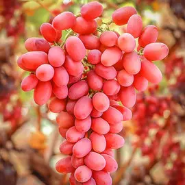 Виноград Кишмиш Кинг Руби