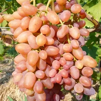 Виноград кишмиш Находка