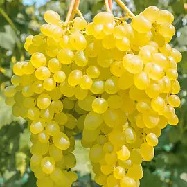 Виноград Кишмиш Сверхранний