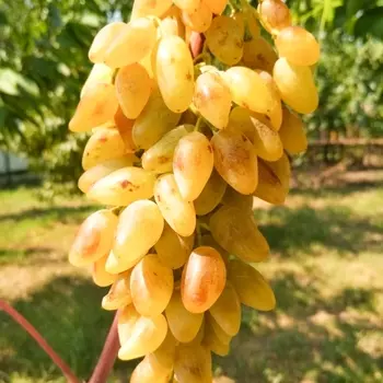 Виноград Леди Патриция