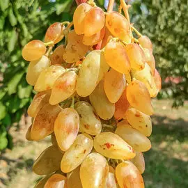 Виноград Леди Патриция