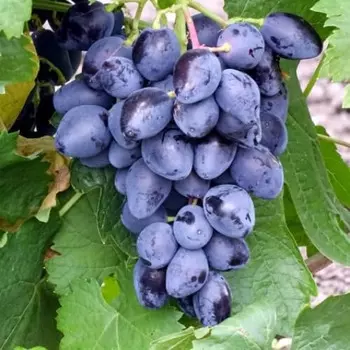 Виноград Легенда