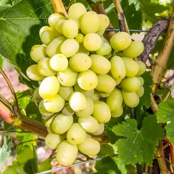 Виноград Макси белый