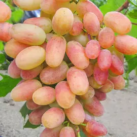 Виноград Сенсация