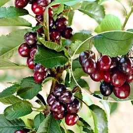 Роза штамбовая Голд