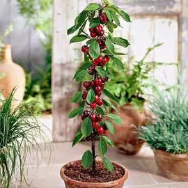 Суперпредложение! Комплект декоративных кустарников из 3-х саженцев