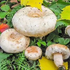 Георгина Импрешн Фабула