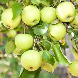 Тюльпан попугайный Веберс Пэррот Пинк