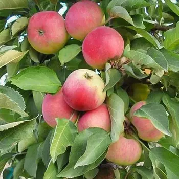 Яблоня колоновидная Кумир