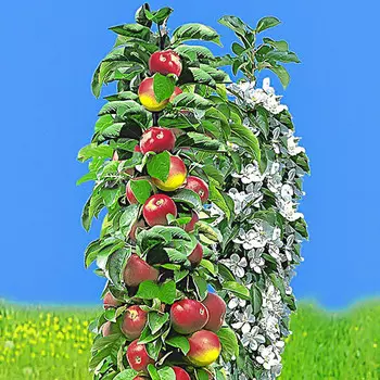 Яблоня колоновидная ранняя