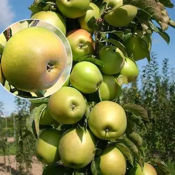 Яблоня колоновидная Янтарное ожерелье