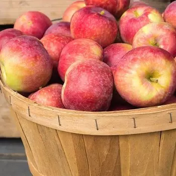 Яблоня Макинтош