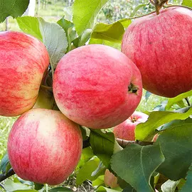 Яблоня Мельба