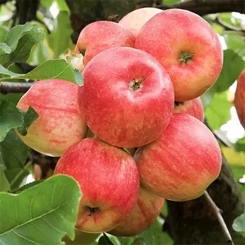 Яблоня Ранет конфетный
