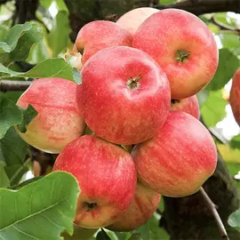 Яблоня Ранет конфетный