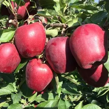 Яблоня Скарлет