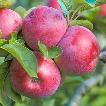 Яблоня Спартан