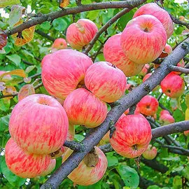 Яблоня Яблочный Спас