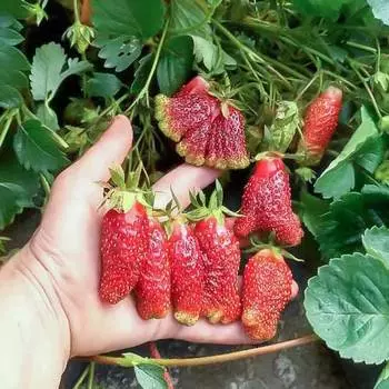 Земклуника Купчиха