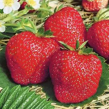 Земляника (крупноплодная) Деройял
