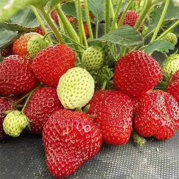 Земляника (крупноплодная) Лималексия