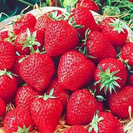 Георгина Майама Фубуки