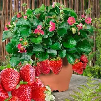 Земляника Розовая мечта
