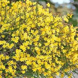 Георгина Гавайи