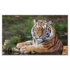 Алмазная мозаика «Купание» 35×30 см, 35 цветов