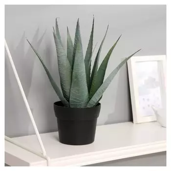 Бонсай "Алоэ вера" 10х25 см